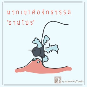 Afloplaque4-01-01-01